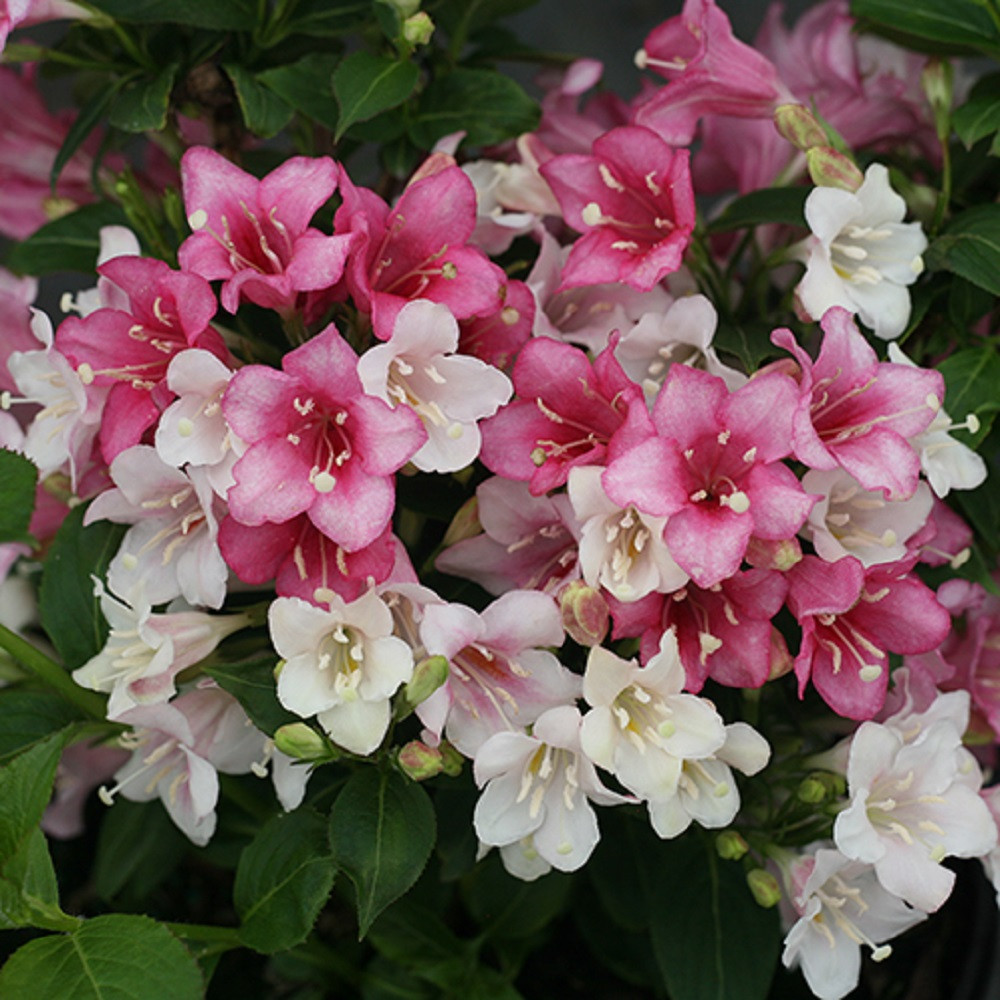 Czechmark Trilogy® Weigela - 4